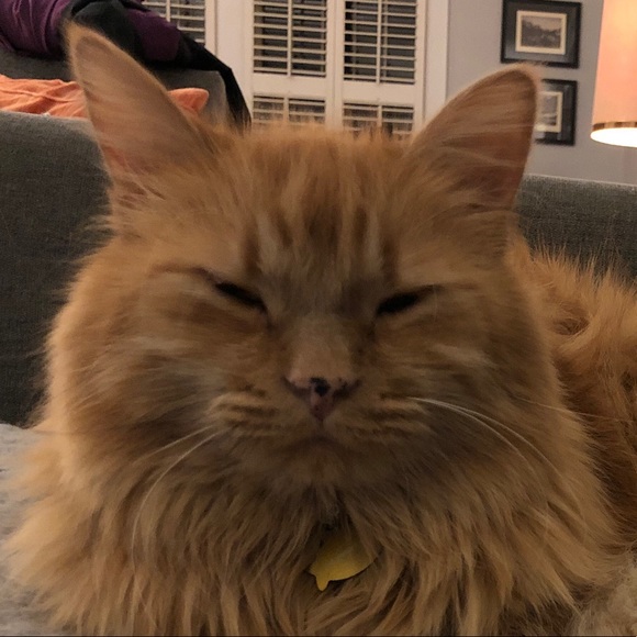 Meet your Posher, Sam - Picture 1 of 1